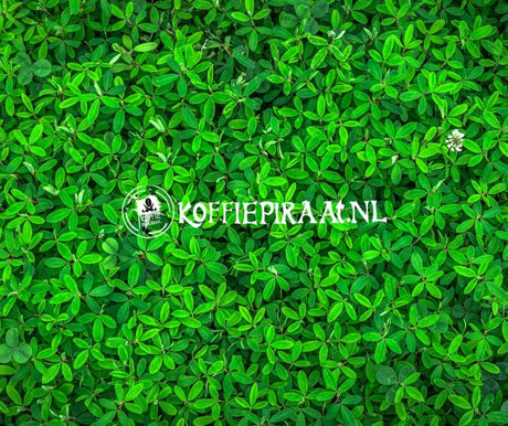 Duurzaam ondernemen bij KoffiePiraat